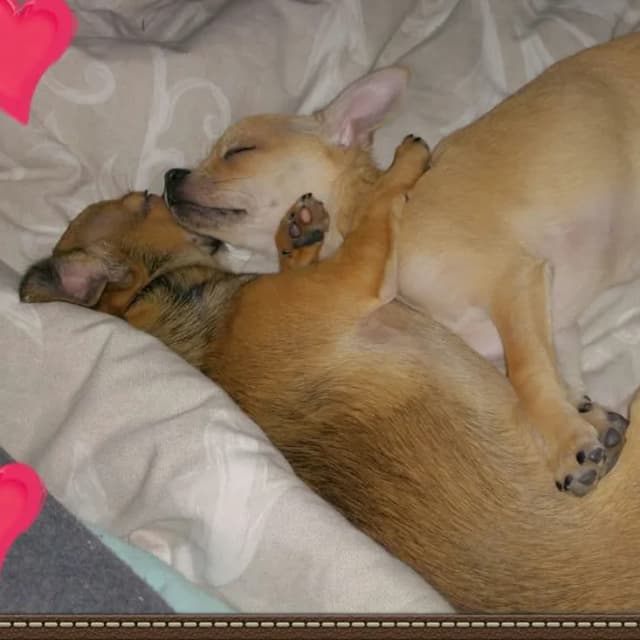 Toby and Feebs - Lovers