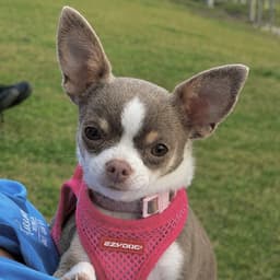 Luna Lou