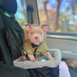 Praline