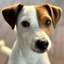 Morty