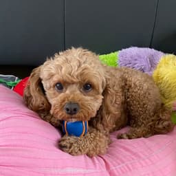Coco