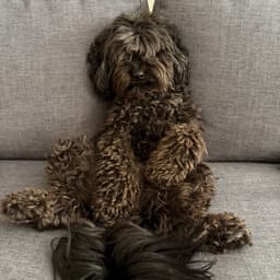 Moose