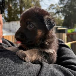 Koda