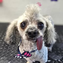 Rosie
